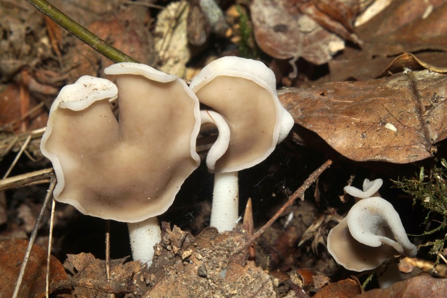 Лопастник упругий