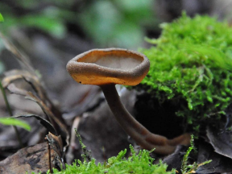 Ascomycota Helvella