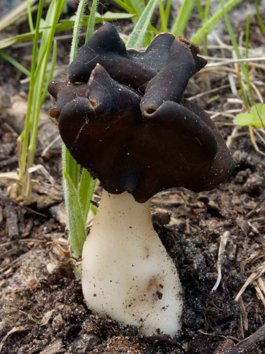 Лопастник Гельвелла