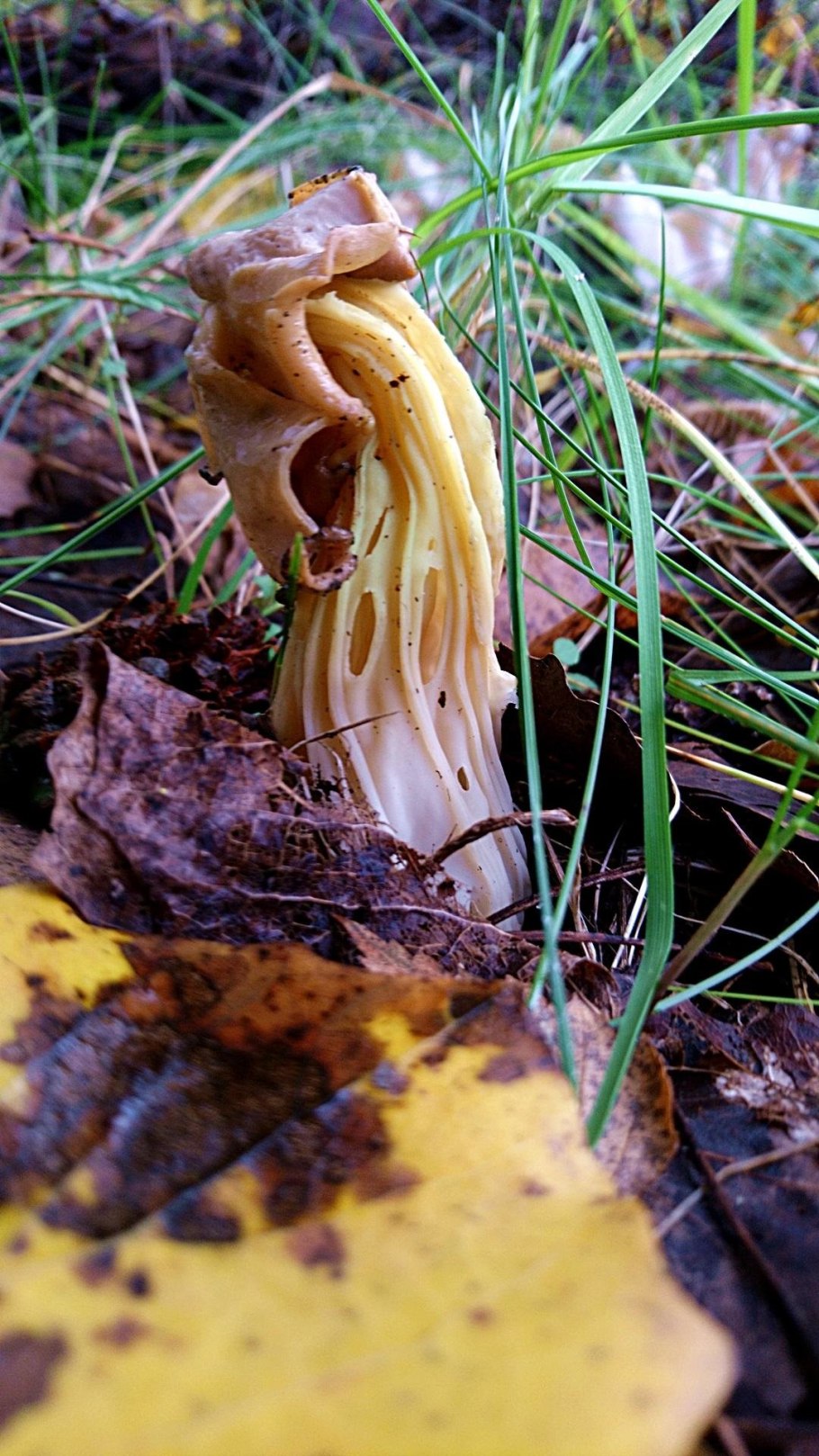 Лопастник Гельвелла