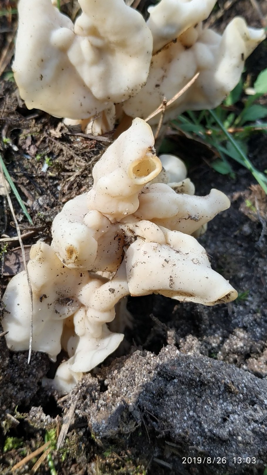 Лопастник курчавый Helvella crispa