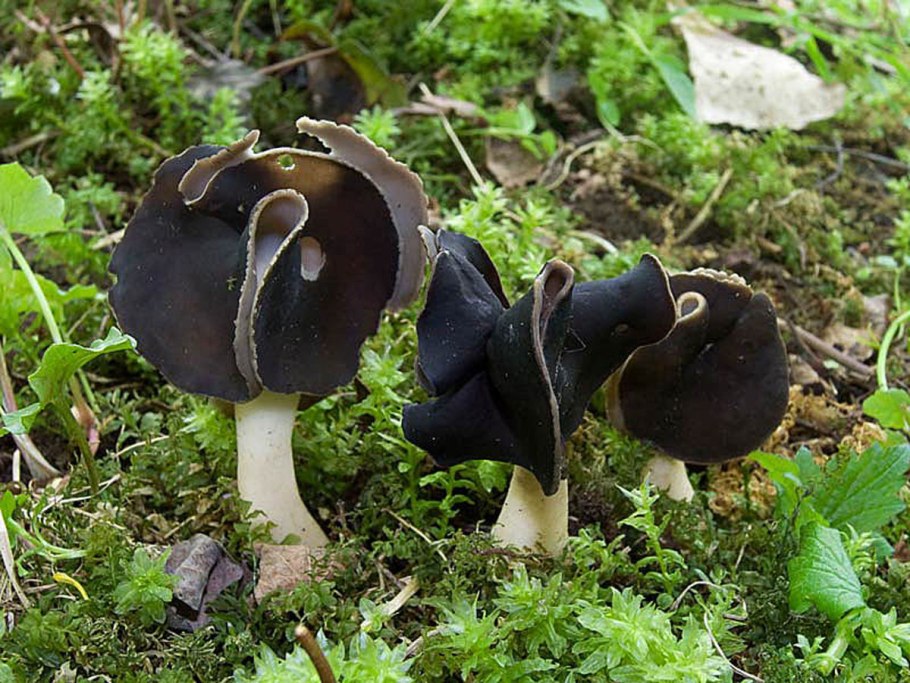 Лопастник бороздчатый