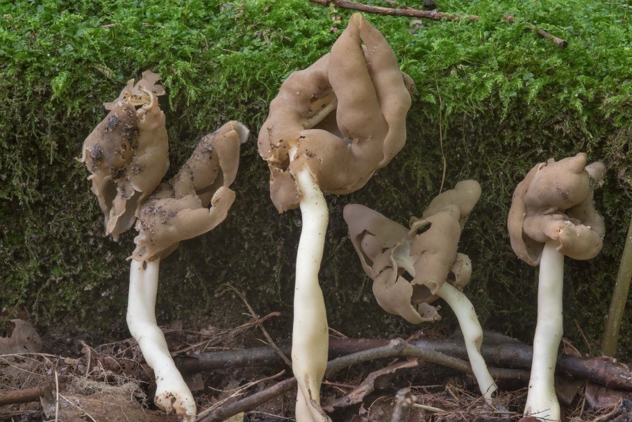 Лопастник курчавый