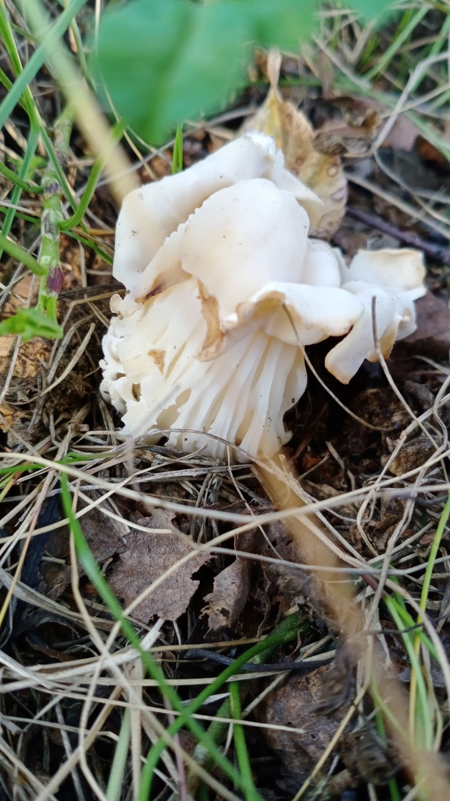 Лопастник курчавый Helvella crispa