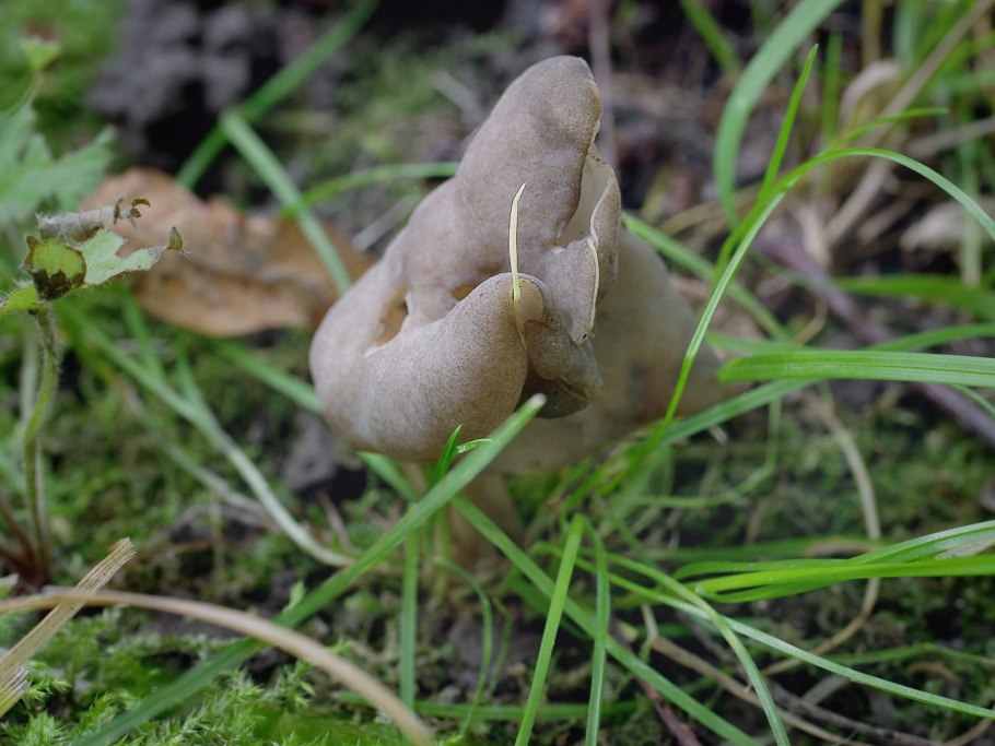 Гриб лопастник упругий