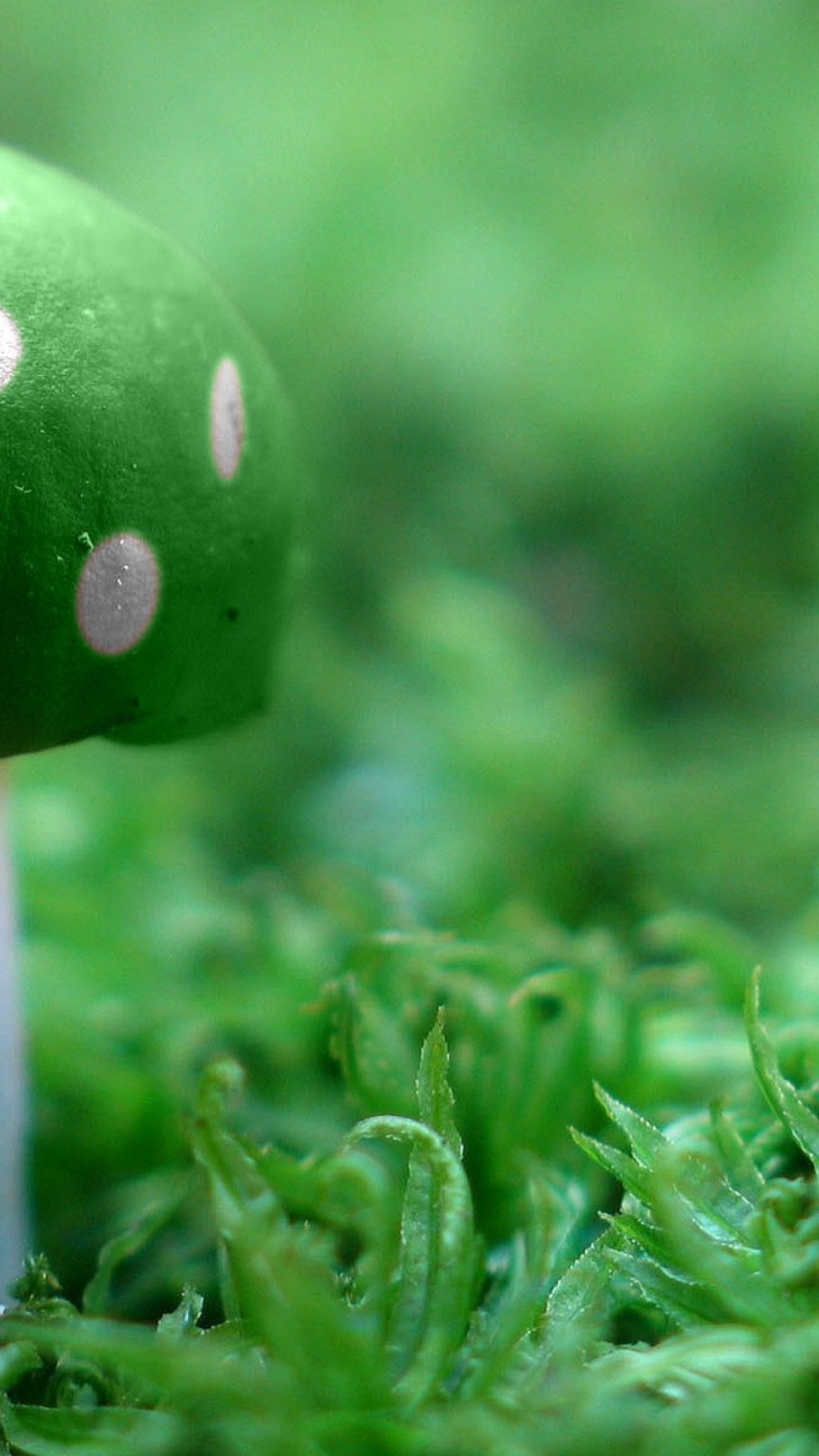 Грибы зеленого цвета