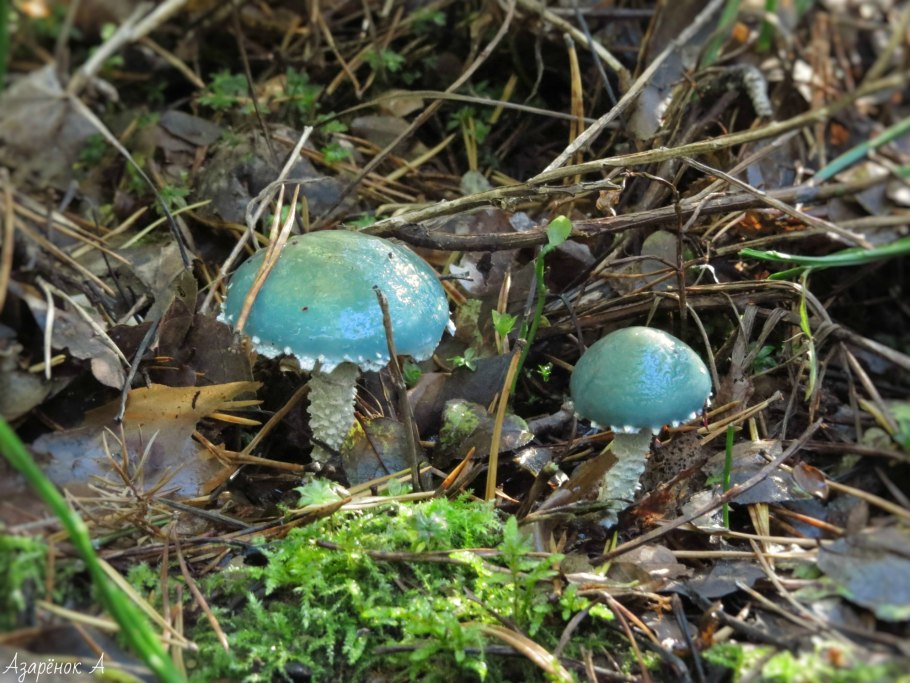 Зеленушка (Tricholoma equestre)
