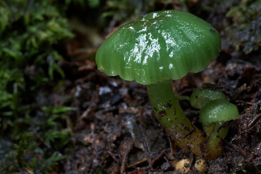 Зеленый гриб