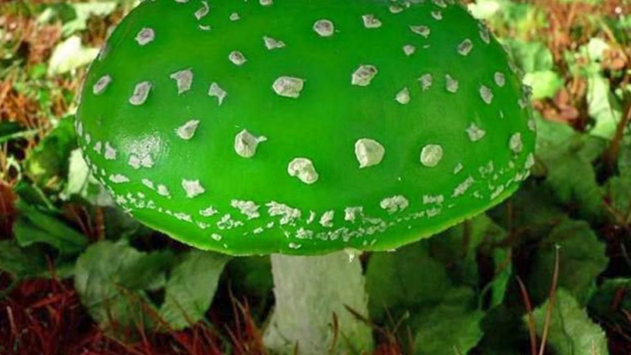 Ядовитые грибы мухомор