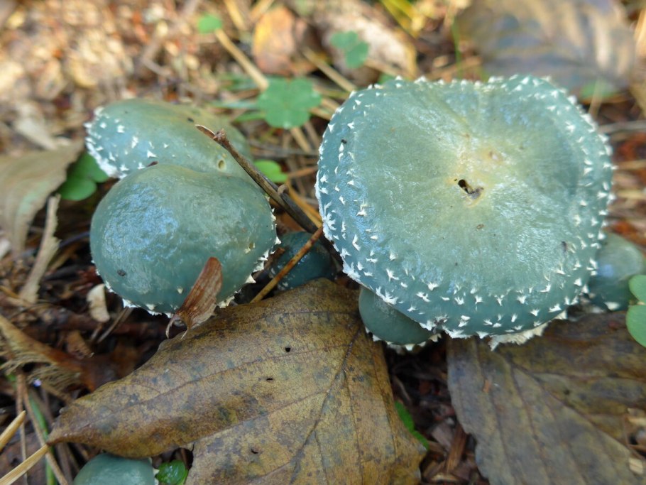 Строыария синезелёная