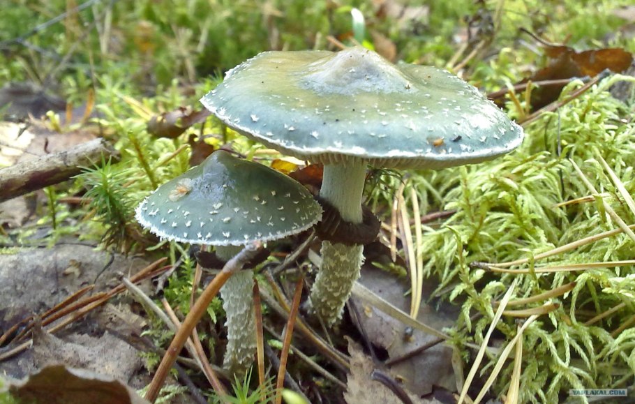 Гриб строфария сине зеленая