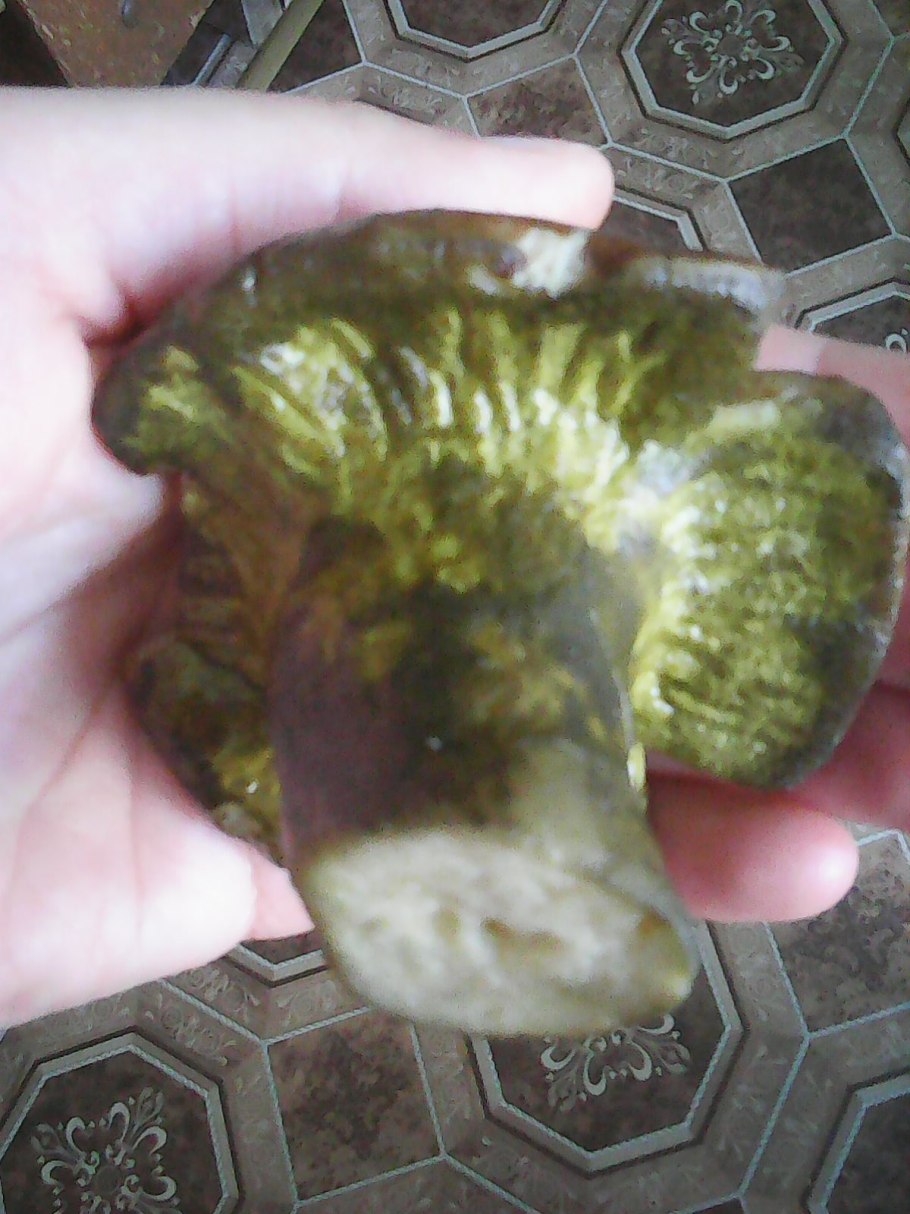 Гипомицес зеленый