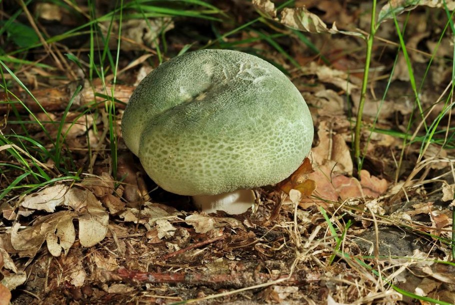 Сыроежка зеленая съедобная