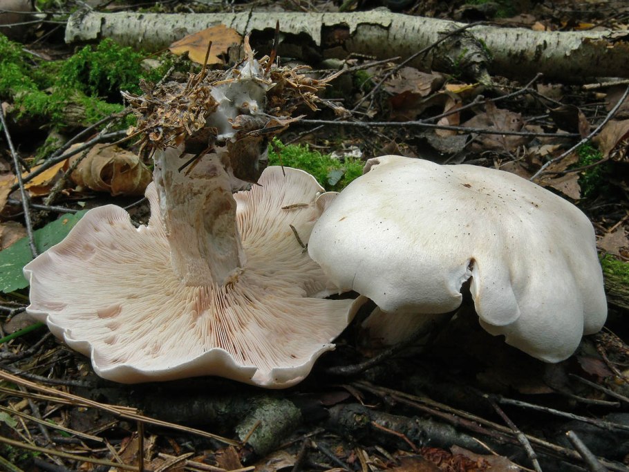 Рядовка Лесная