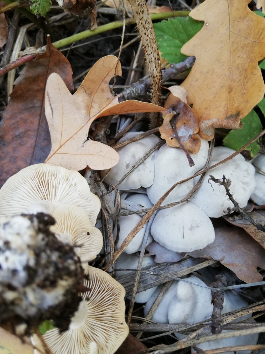 Рядовка сросшаяся Leucocybe connata