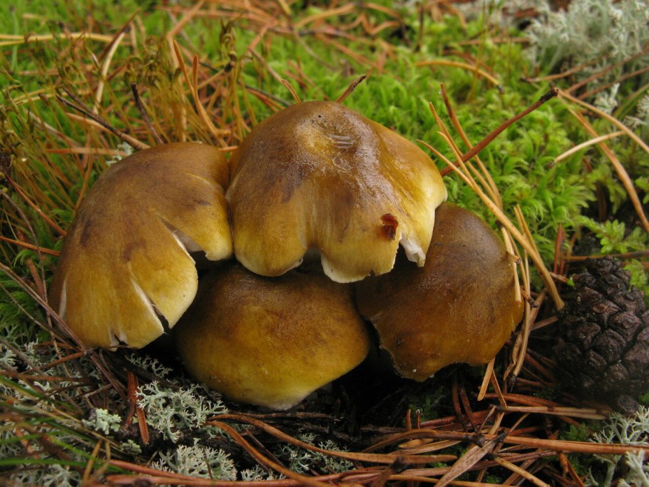 Сосновая рядовка гриб