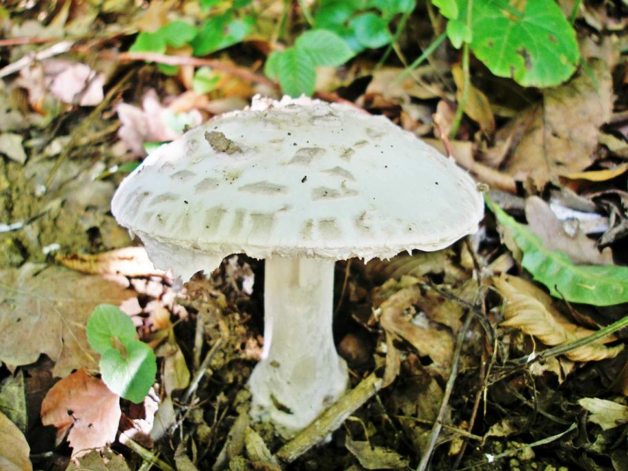 Мухомор шишковидный (Amanita strobiliformis)