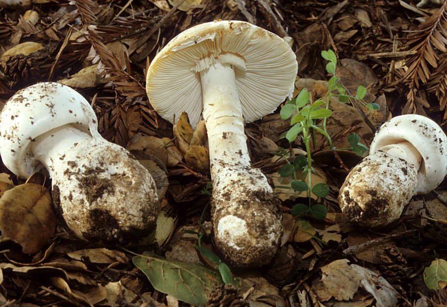 Аманита гриб