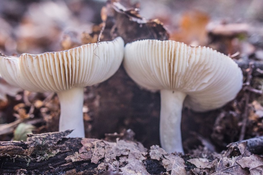 Грибы поганки красивые