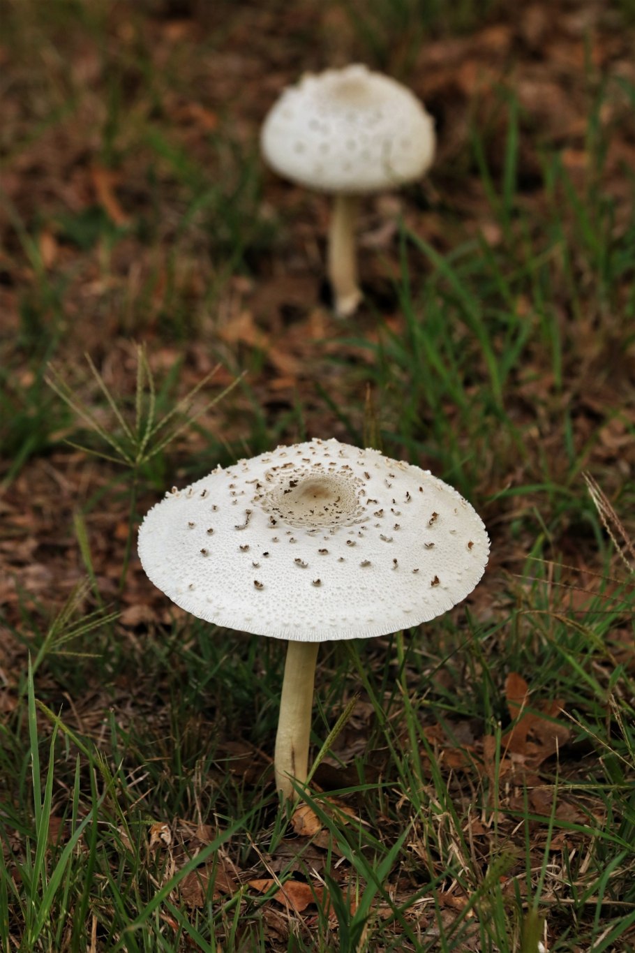 Мухомор белый (Amanita Verna)