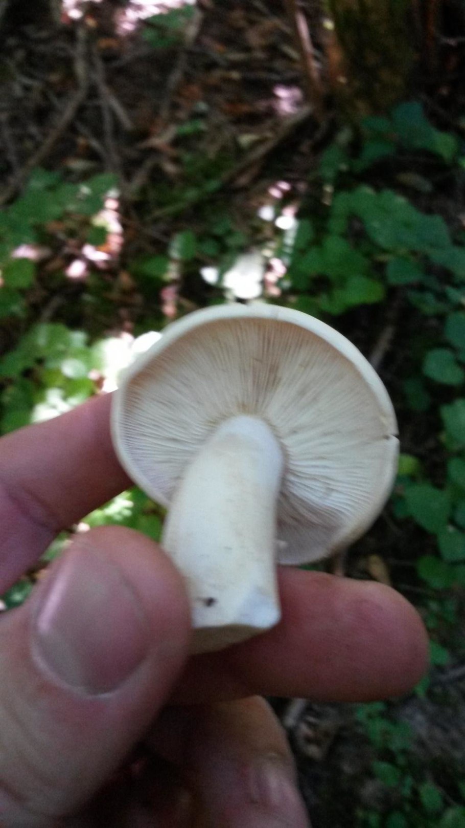 Белая Лесная гриб рядовка