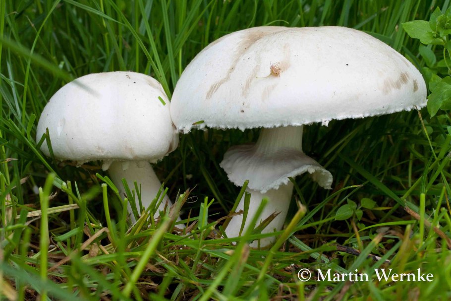 Шампиньон полевой шампиньон овечий