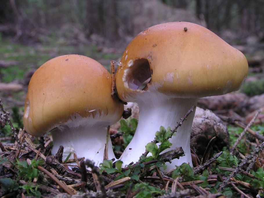 Паутинник луковицеобразный