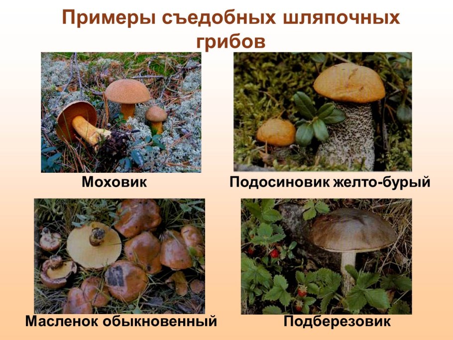 Несъедобные Шляпочные трубчатые грибы