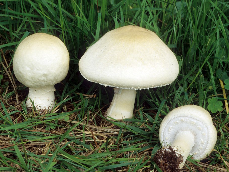 Agaricus arvensis Schaeff. — Шампиньон полевой