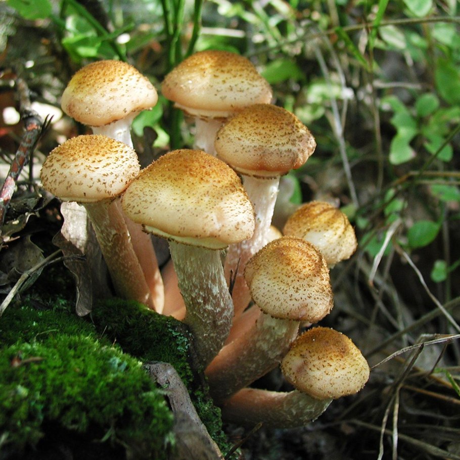 Медовые грибы Armillaria mellea