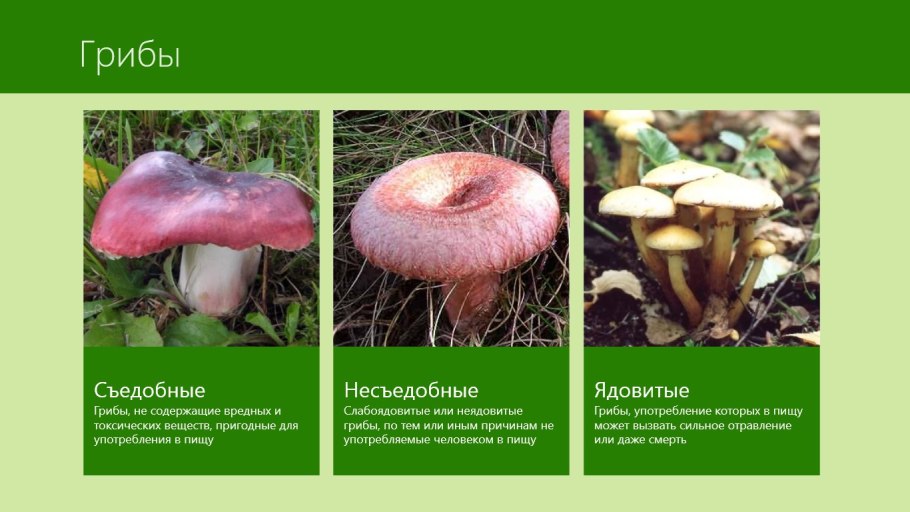 Название съедобных и несъедобных грибов