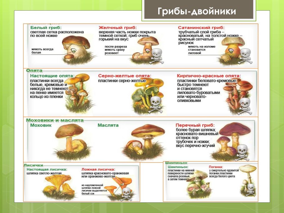 Грибы двойники съедобные и несъедобные таблица