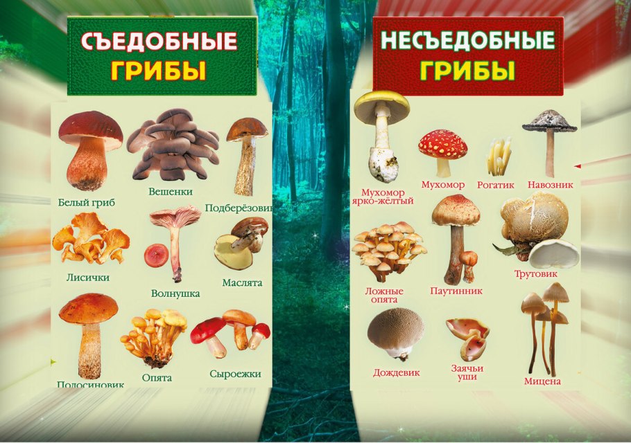 Грибы: съедобные и несъедобные