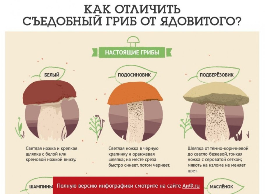 Различия съедобных и несъедобных грибов