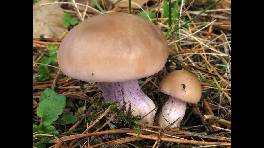 Рядовка лиловоножковая (синеножка) Lepista Saeva.