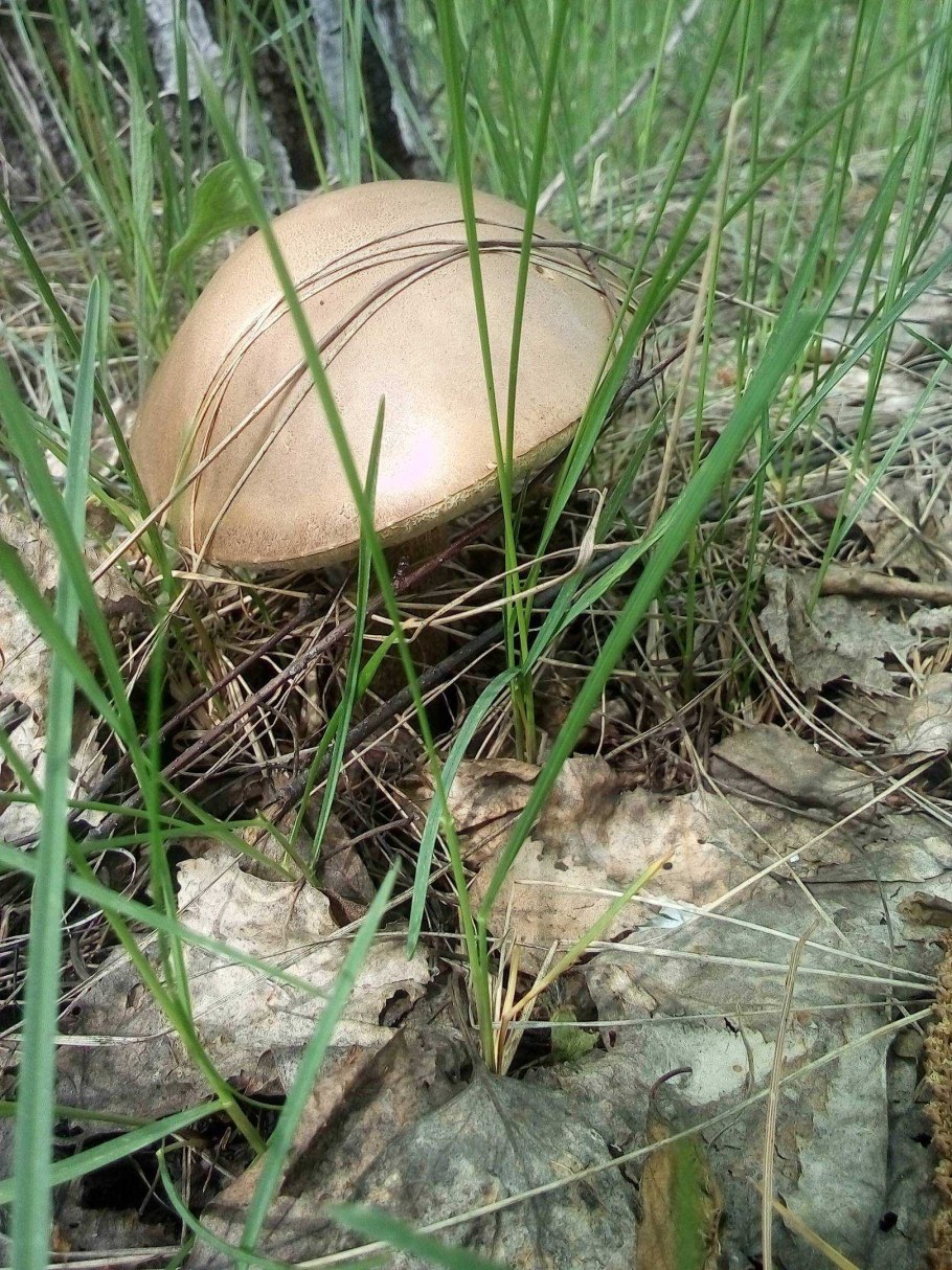 Синяя ножка гриб