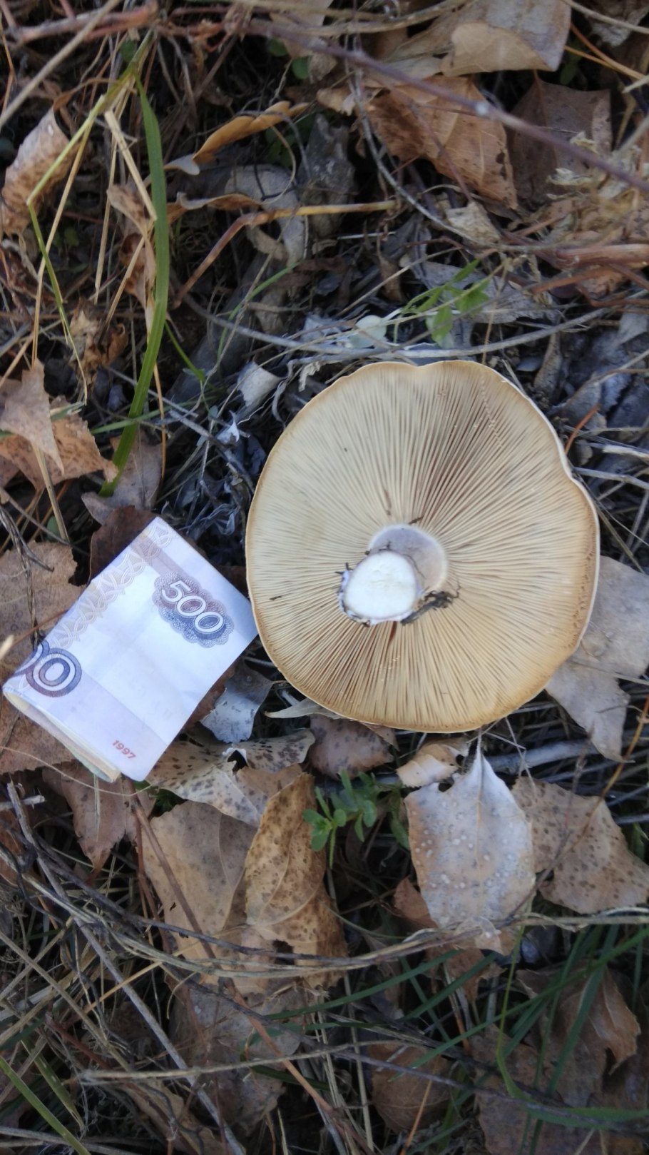 Рядовка синеножка