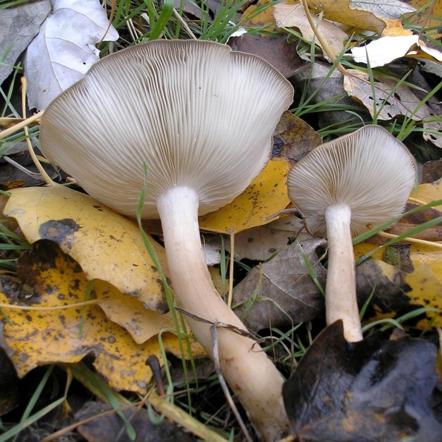 Синестопка гриб