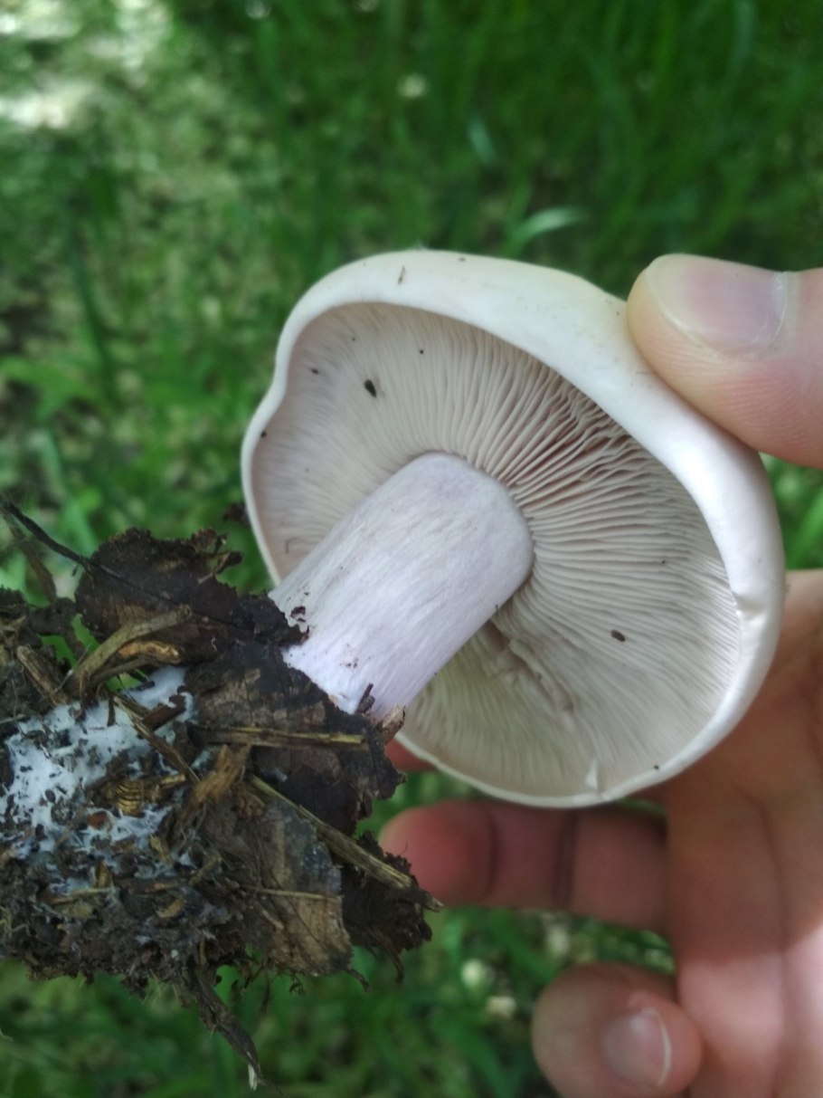 Гриб рядовка синеножка