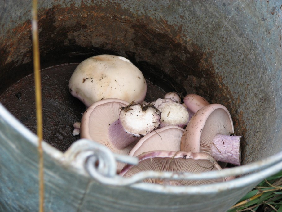 Вареные синяя ножка