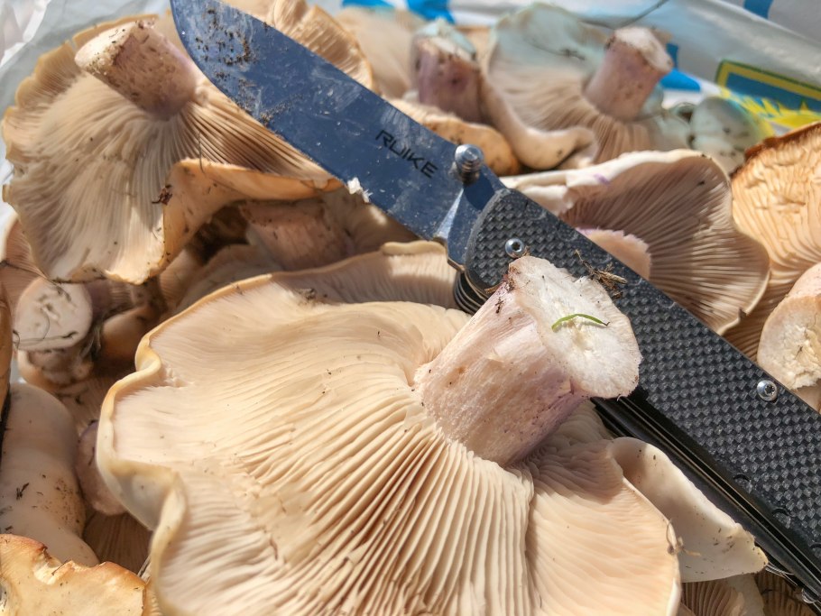 Грибы съедобные на подобии синих ножек