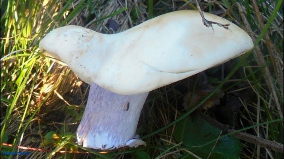 Гриб рядовка лиловоногая