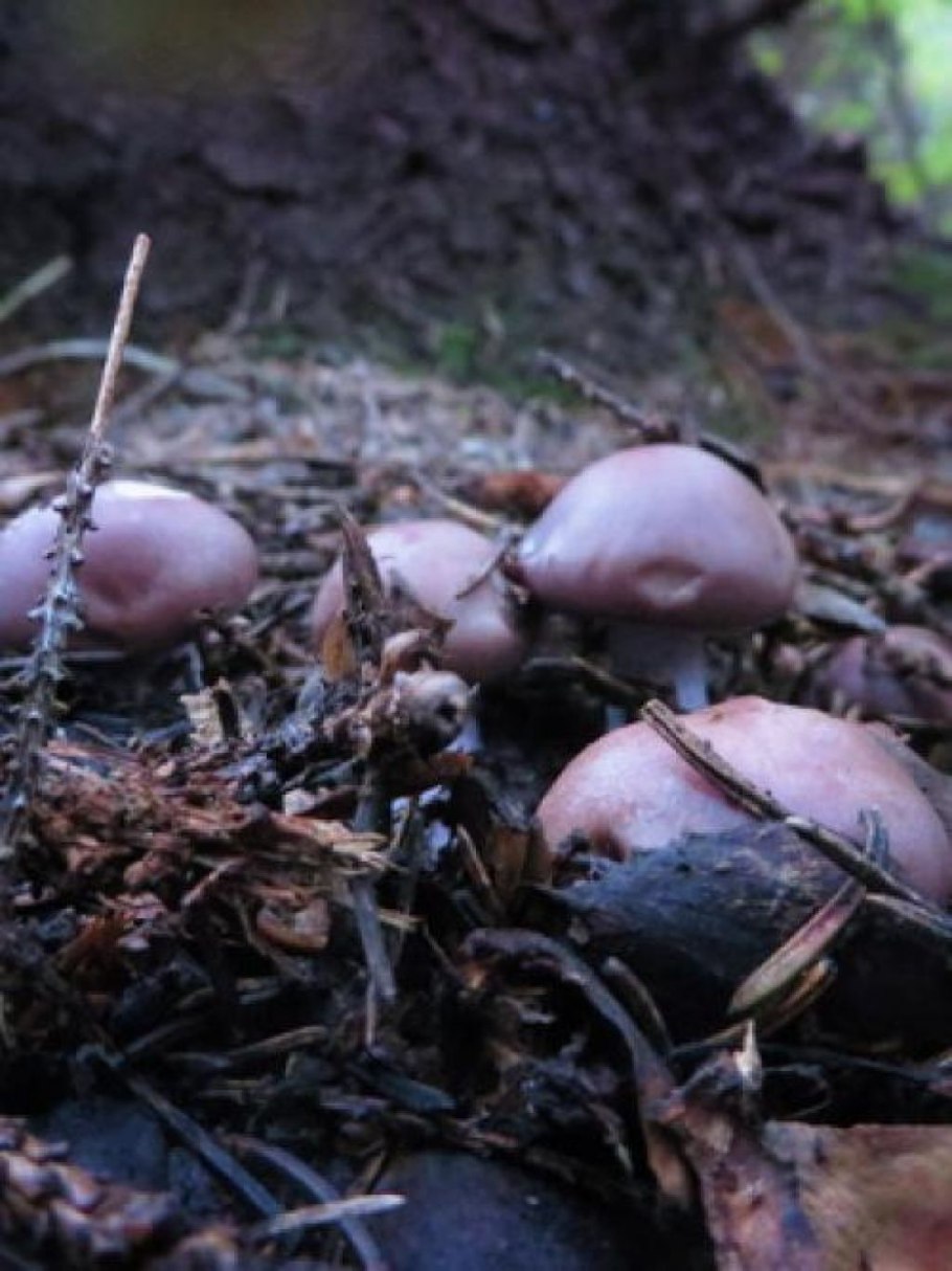 Грибы синеножки Поляна