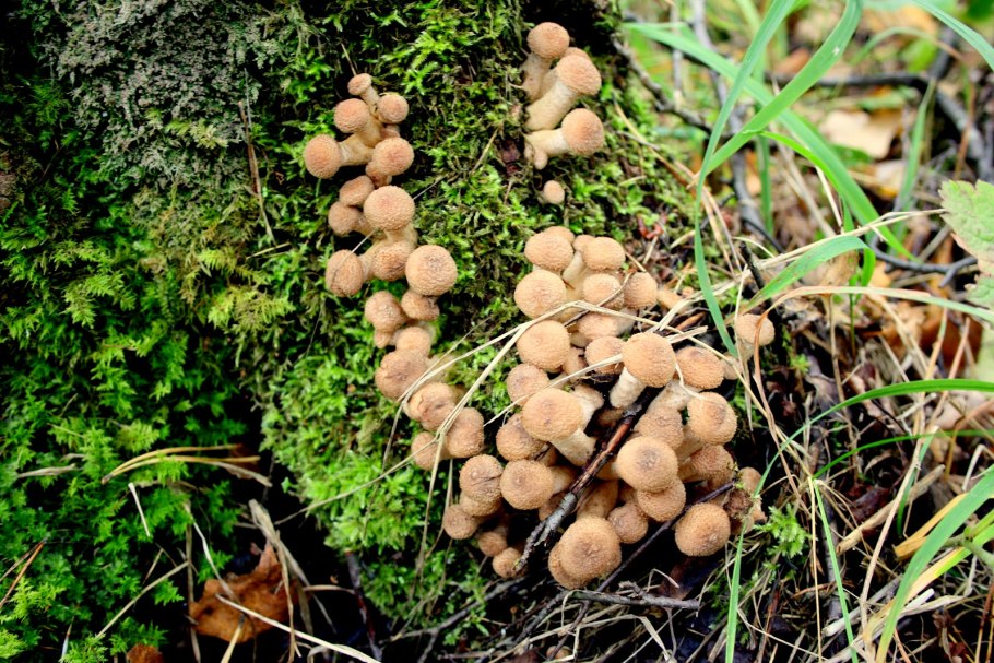 Опенок Луговой негниючник