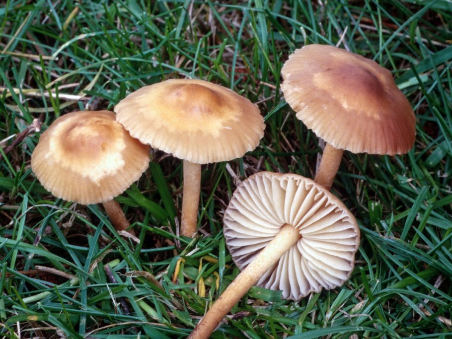 Опенок Луговой Marasmius Oreades