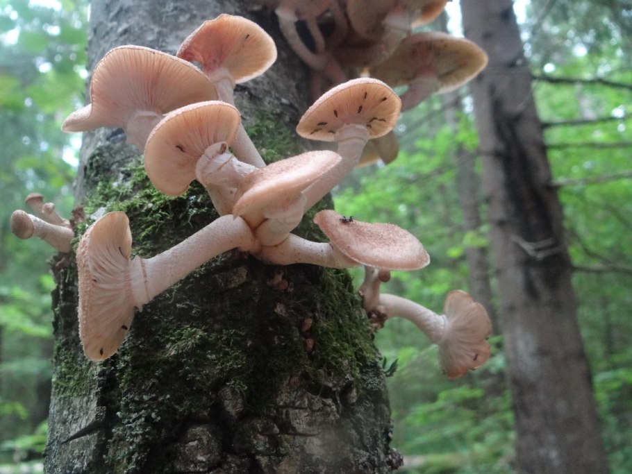 Опёнок Луговой