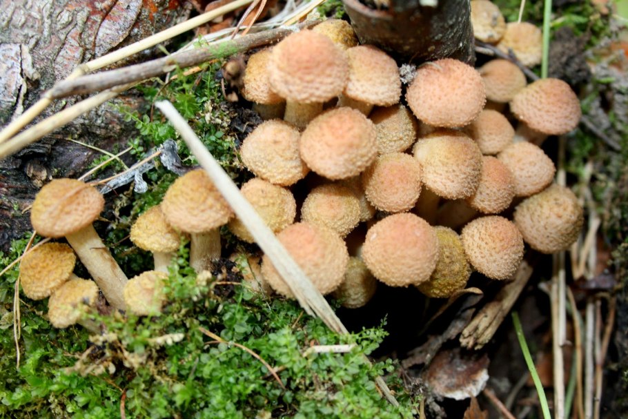Съедобные грибы растущие кучками
