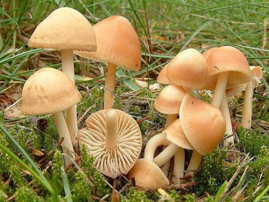 Опенок Луговой Marasmius Oreades