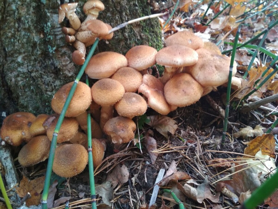 Чесночник Луговой