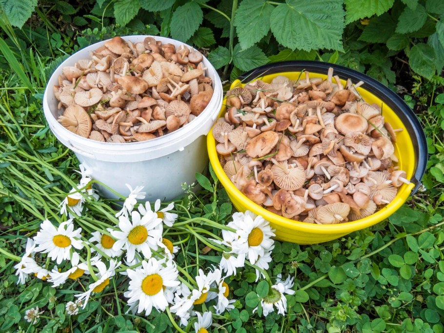 Опята луговые темные